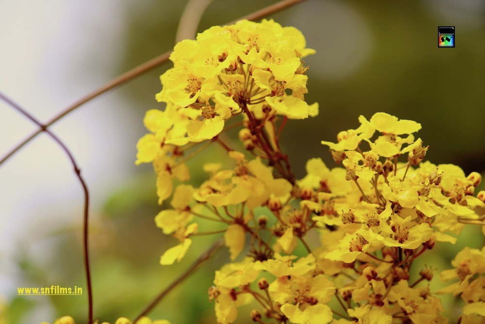 yellow beauty - amazing orchid flowers - botanical garden - ooty