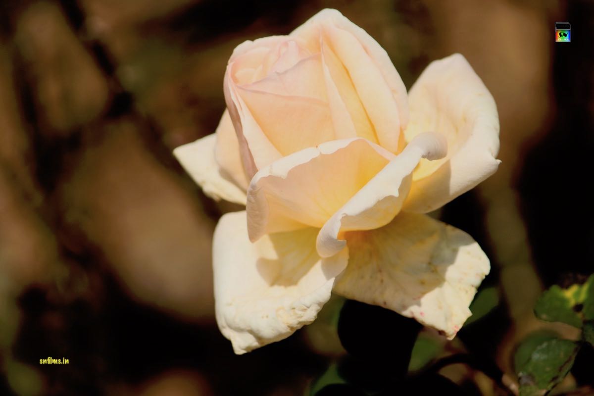 Cream color rose from Ooty rose garden - photography by Sanjib Nath from SN Films Performing Arts