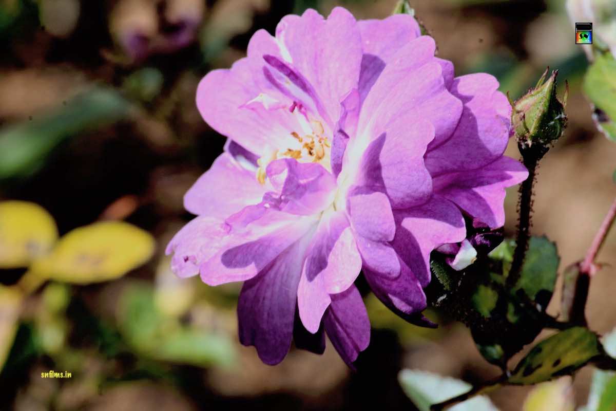 Light purple rose from ooty rose garden - photography - Sanjibh Nath from SN Films