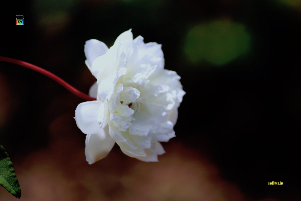 White rose with red peduncle - ooty rose garden - flowers photography by Sanjib Nath from SN Films