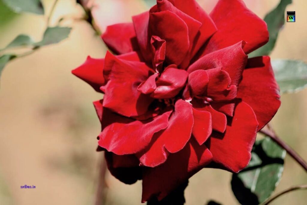 Red Velvet - rose - flower - photography