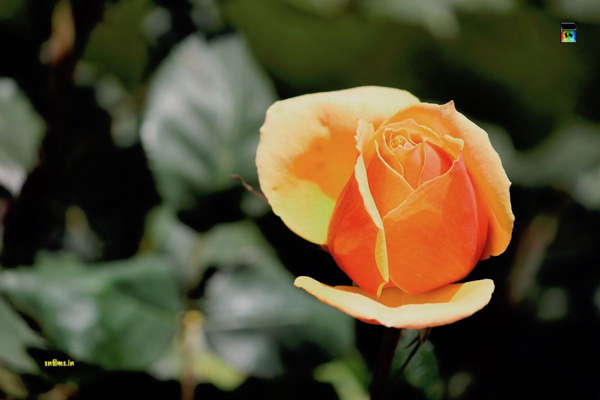 Orange yellow rose - ooty rose garden - photography by Sanjib Nath from SN Films