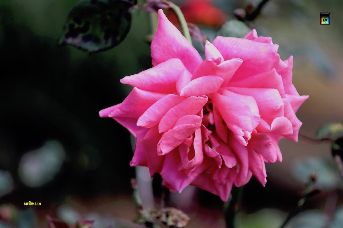 Traditional Pink Rose - Ooty Govt Rose Garden - Photography Sanjib Nath