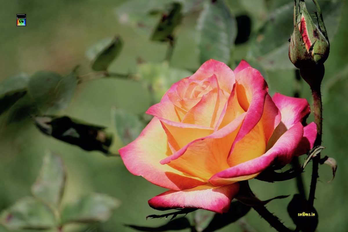 Perfect blend of yellow and pink - rose flower - ooty rose garden - photography by Sanjib Nath