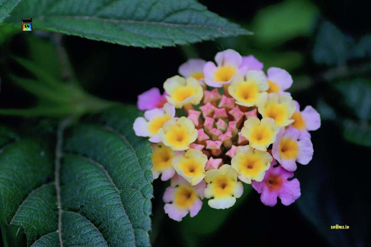 Yellow pink untamed roadside flowers - nature photography by Sanjib Nath