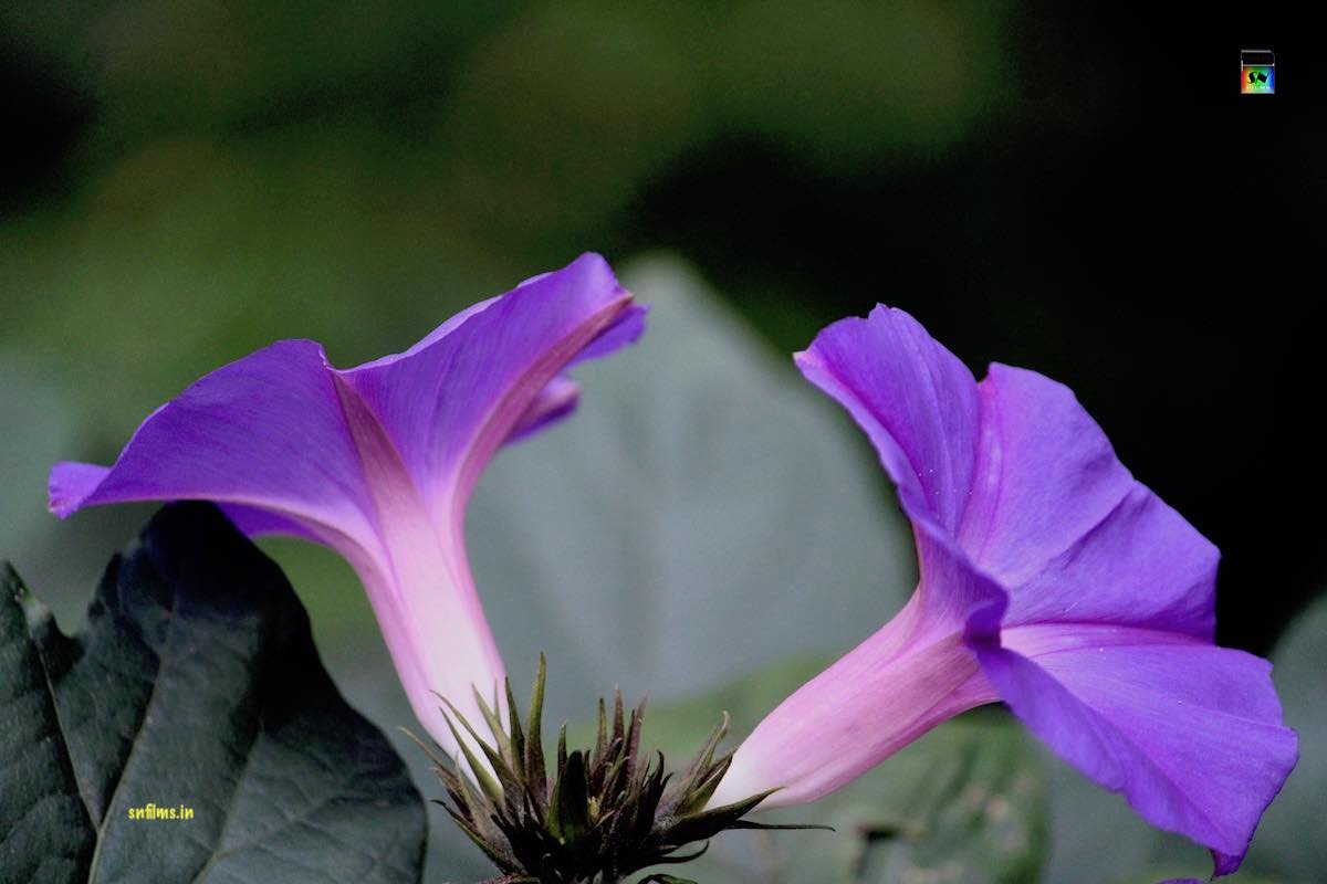 Purple beautiful flowers - ambition - royalty - dignity - photography - Sanjib Nath - SN FILMS