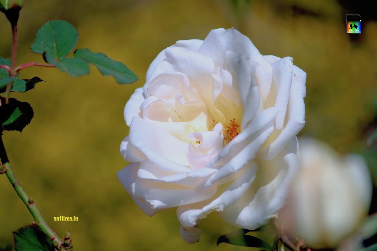 Check out the Fresh Magnificent White Rose photography by Sanjib Nath from SN FILMS