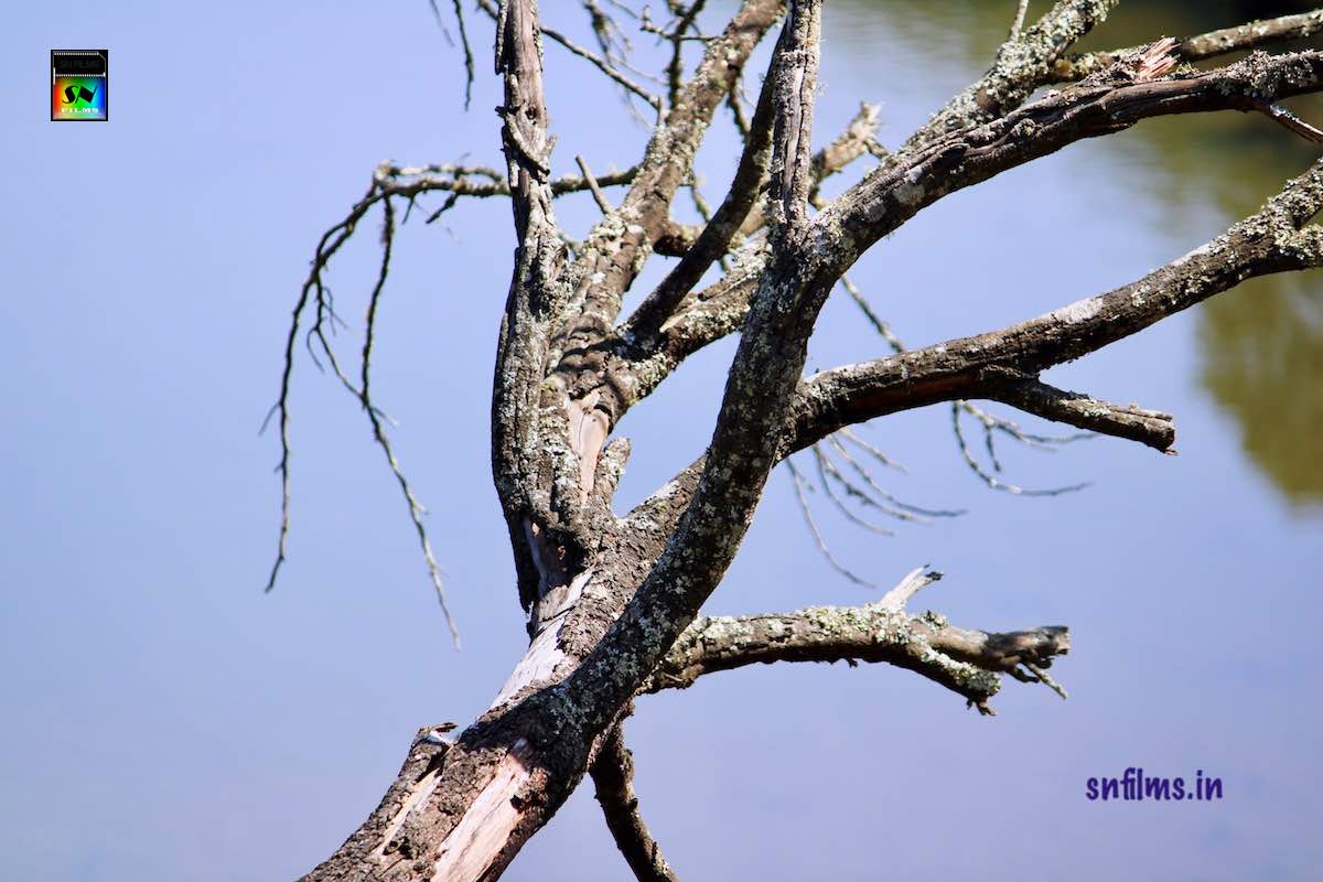 Tree without leaf - dead tree - ooty pykara lake - sanjib nath - photography
