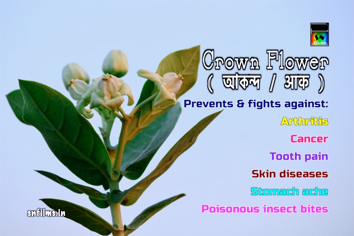 crown flower plant - herbal medicine - arthritis - cancer - toothache
