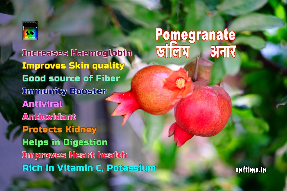 Pomegranate - Antiviral Antioxidant Immunity booster